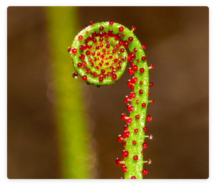 Curling leaf of the carnivorous Portuguese sundew or dewy pine (Drosophyllum lusitanicum) with red tentacles.