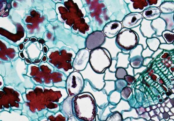 Colorful biological microorganism close-up details, radiating in teal, red, and lavender colors.